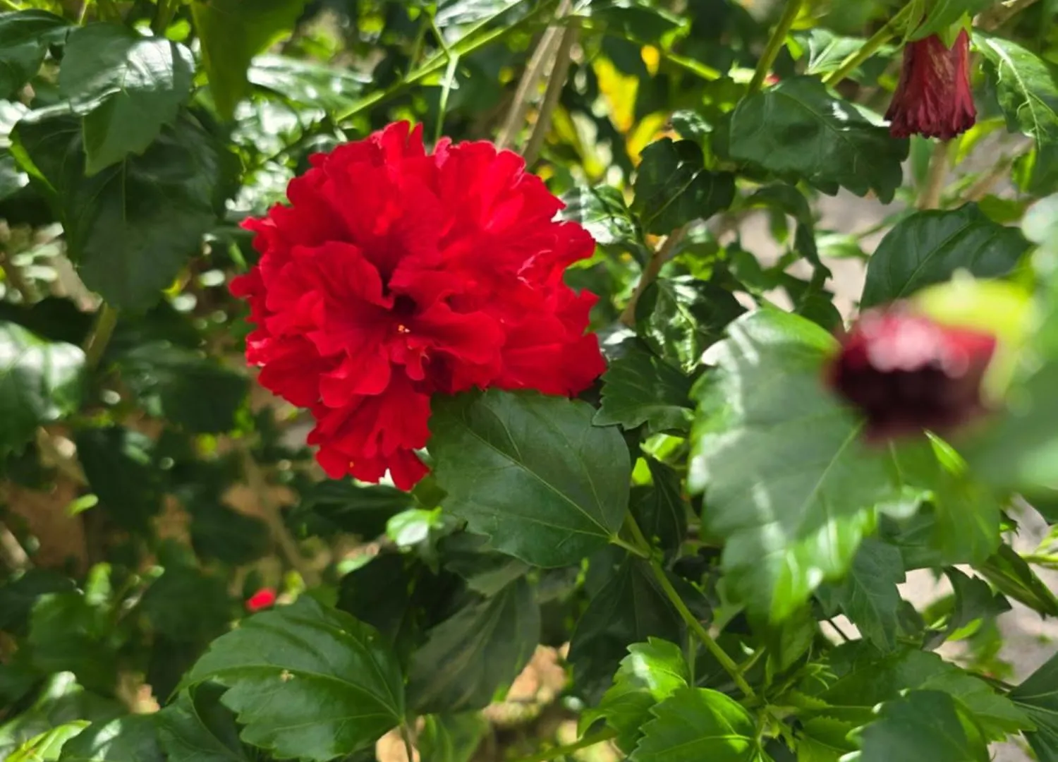 Emma'S Guest House And Self-Catering Au Cap
